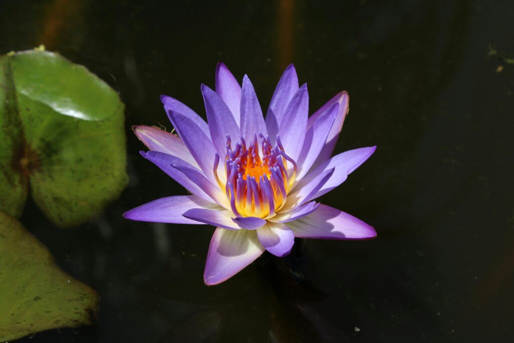 Purple waterlily