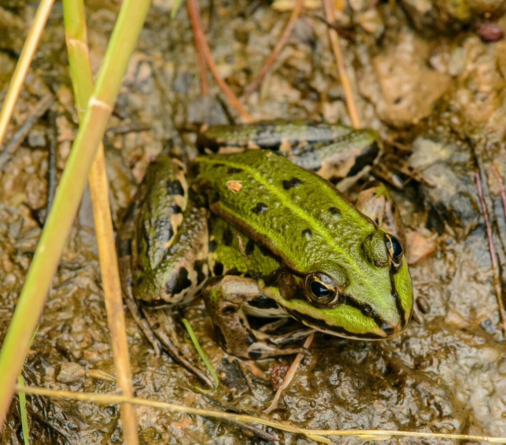 Close-Up Shot of a Green Frog on the Ground